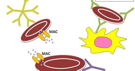 MedPrepOnline: Autoimmune Hemolytic Anemia