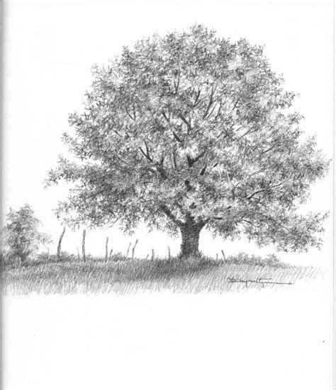 Realistic Oak Tree Drawings - Drawing Nature - Joshua Nava Arts