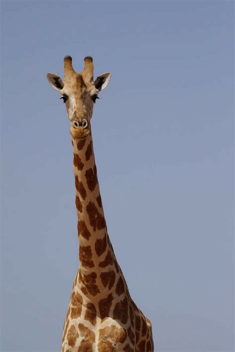 Genes Hold the Giraffe’s Head Up High | Giraffe, Mammals, Giraffe head