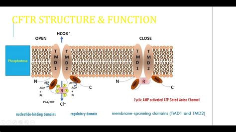 Cystic Fibrosis; Cystic Fibrosis Transmembrane conductance Regulator and mutation - YouTube