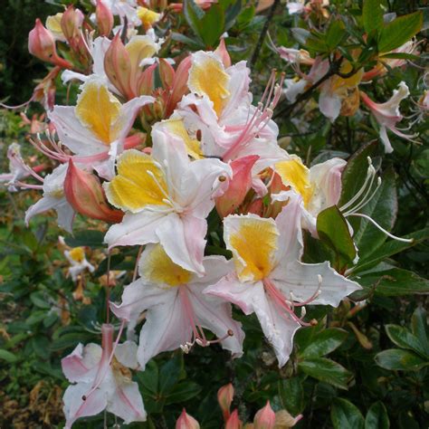 Deciduous Azalea occidentale (Palomar 402) - Deciduous Azaleas - Millais Nurseries