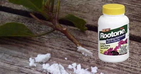 How To Use Rootone Rooting Hormone To Start More Plants