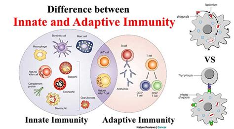 Immunology Archives - Microbiology Info.com