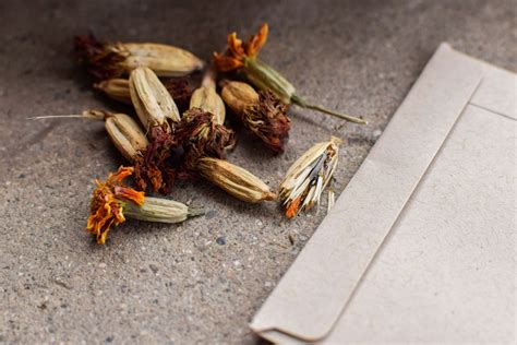 Marigold seeds are easy to harvest and store, so you won't ever have to buy them again. Follow ...