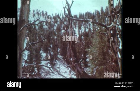 1960s: Bristlecone pine trees. Gymnosperm fossils. Conifer trees Stock ...