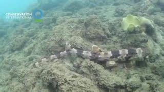 Four new 'walking shark' species - TokyVideo