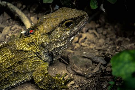 How is Tuatara sperm helping conservation efforts in Aotearoa?