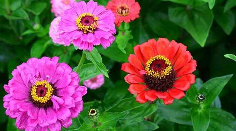 22 Plants That Bloom All Summer Long (Perennials and Annuals)