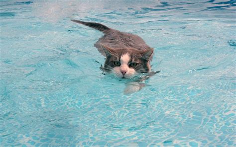 Animals cats swimming water wallpaper | AllWallpaper.in #793 | PC | en