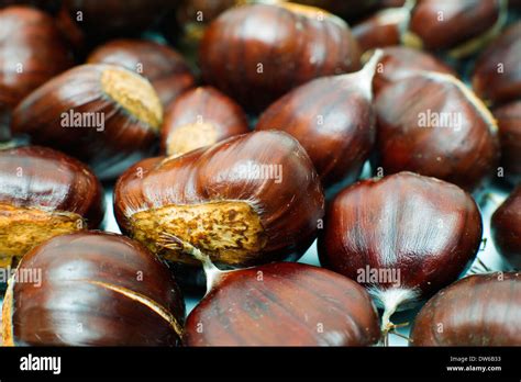 Sweet chestnuts Stock Photo - Alamy