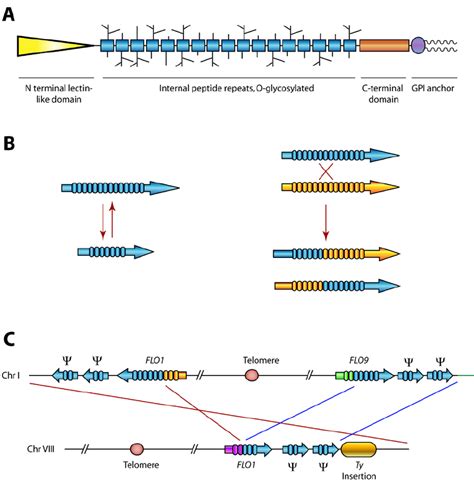 Variability of fungal adhesins. A. Typical domain structure of fungal... | Download Scientific ...