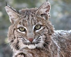 Life Cycle - Cool Bobcat Facts