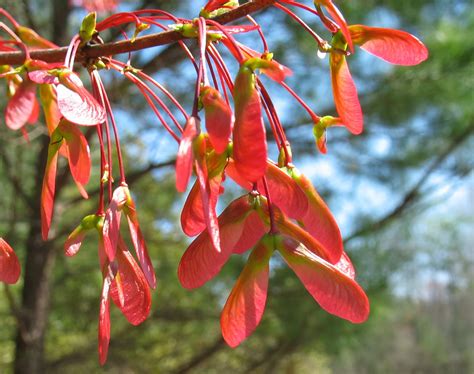 Using Georgia Native Plants: Red Maple Takes a Chance