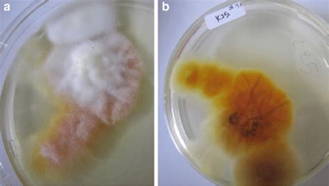 Macroscopic observation of sample that is positive of Microsporum canis ...