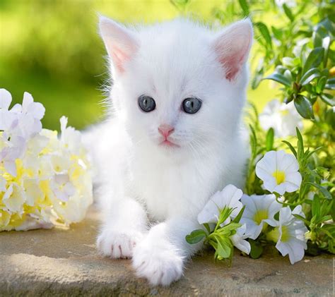 Cute white Kitten, pretty, lovely, grass, bonito, cat, sweet, cute ...