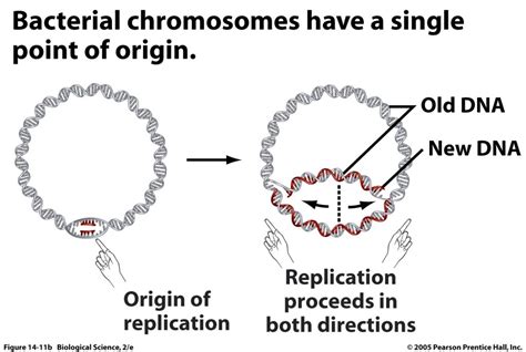 4 dna replication animation : Biological Science Picture Directory – Pulpbits.net