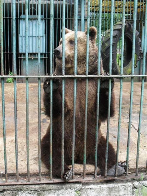 22 Heartbreaking Pictures Of Sad Captive Animals Stuck In Zoos