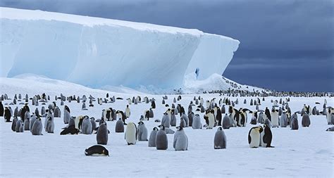 Antarctica warms, which threatens penguins