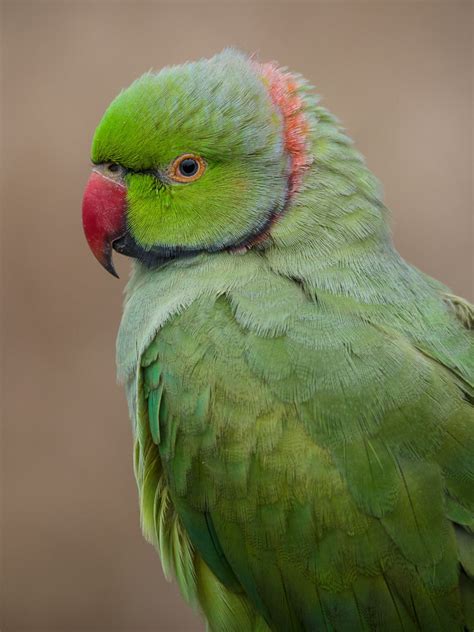 Rose-ringed Parakeet | Bubo Birding