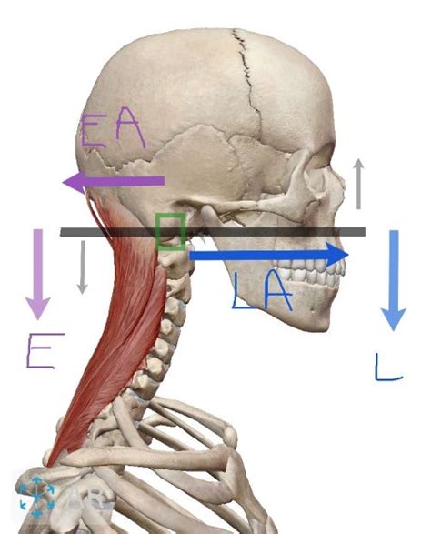 Biomechanics: Lever Systems in the Body