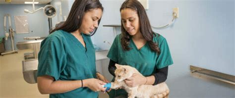 top schools for veterinary medicine in the philippines – CollegeLearners.com