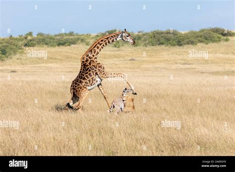 Giraffe kick hi-res stock photography and images - Alamy