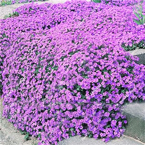 Creeping Thyme Ground Cover Seeds- Thymus Serpyllum Magic Carpet - Mixed with Vermiculite ...