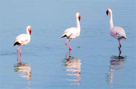 South African Lesser Flamingos — Bergrivier Laaiplek, West Coast South African, West Coast ...