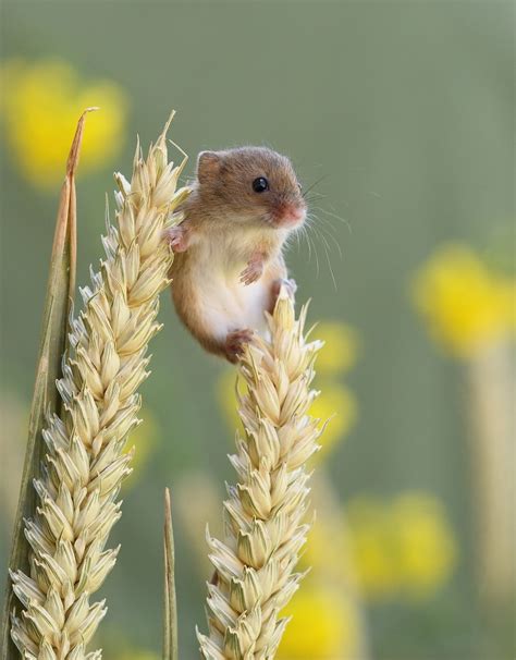 a small rodent sitting on top of a tall stalk of grass with yellow ...