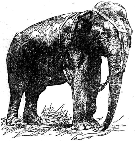 Topsy (elephant) - Wikipedia