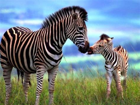 Beautiful Wallpapers: zebra rare pictures collection