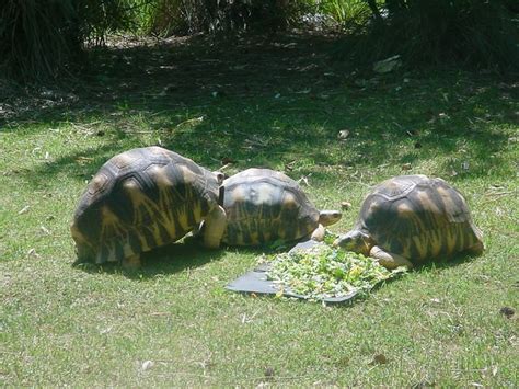 Riverbanks Zoo | in Columbia, SC Tortoises | Jason Trommetter | Flickr