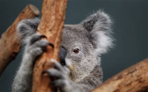 Chlamydia In Koalas: Vaccine Trial To Battle The Disease In The Iconic Creatures Underway | IBTimes