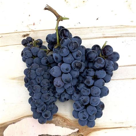 2020 Sangiovese Frozen Grape Must 6 Gallon Pail - Livermore Valley California – Grapesforwine