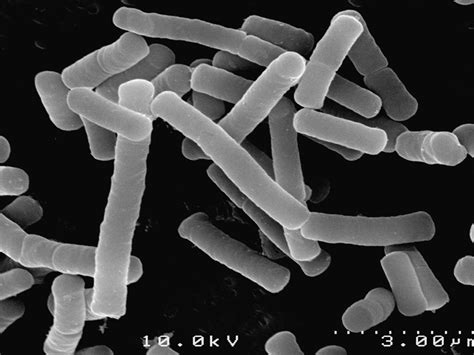 Lactobacillus – Mystical Biotech