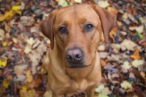 11 Unique Names For Your Red Fox Labrador - The Labrador Family