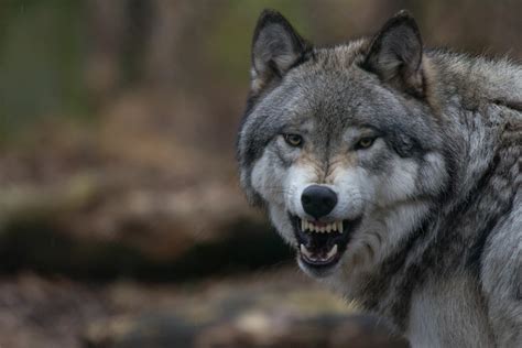 Download Snarl Animal Wolf 4k Ultra HD Wallpaper