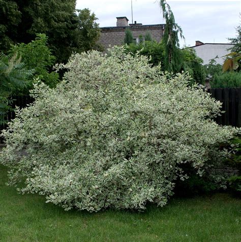 Cornus Alba 'Elegantissima' STD - Pépinière Cramer Inc.