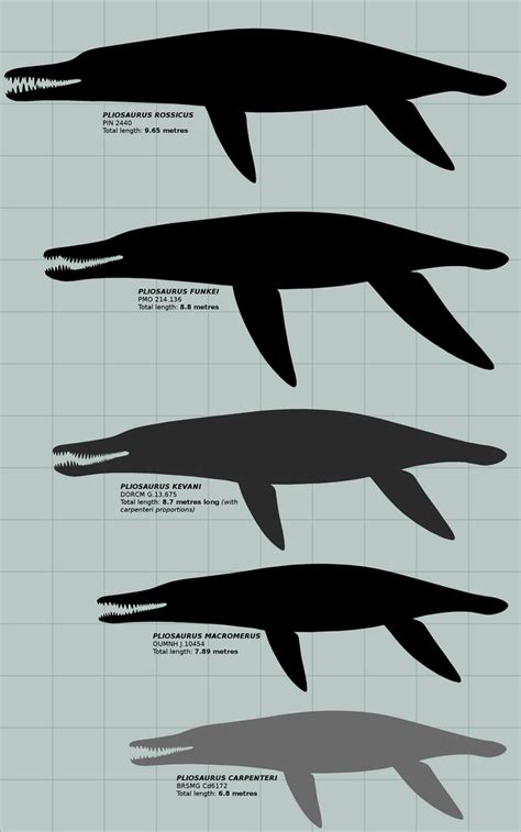 Pliosaurus scale: the biggest of the big (OUTDATED by ...