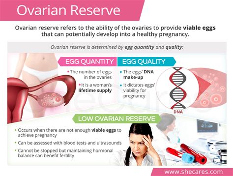 Ovarian Reserve: Female Egg Count and Quality | SheCares