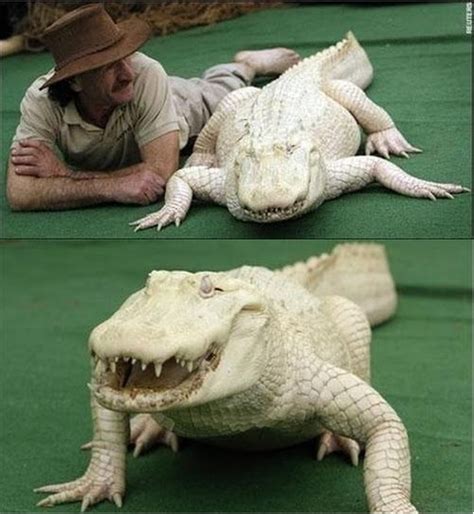 (GAMBAR) BUAYA PUTIH (ALBINO BARANGKALI)