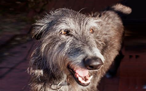 Scottish Deerhound Puppies Breed information & Pictures