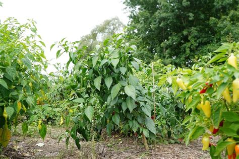 Pepper Plant Spacing - Ideal Planting Distance? - Pepper Geek