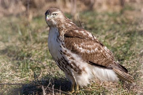 Hawk Migration Notes: Migrating Red-tailed Hawks... or Not?