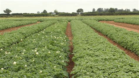 Potato cyst nematode: Why trap cropping could be the answer - Farmers ...