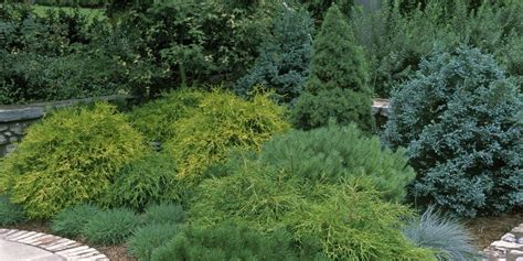 103 beautiful evergreen grasses landscaping ideas – Artofit