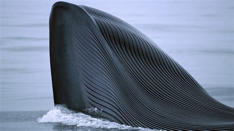 Blue Whale Tongue Size