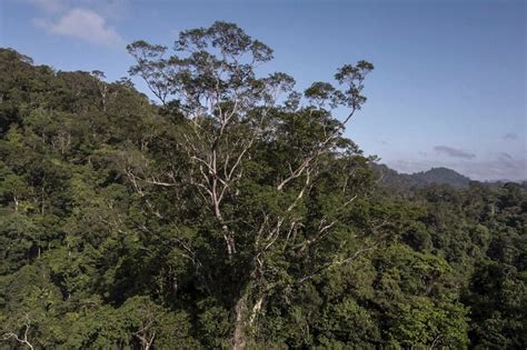 Scientists reach tallest tree ever found in Amazon