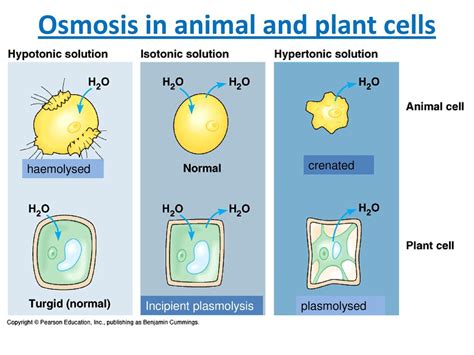 components of cell membrane - ppt download