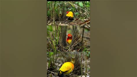 Flame bowerbird male dancing in courtship display in the forest, # ...